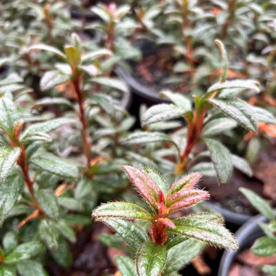 Azalea Encore® Autumn Amethyst® - GoBuyPlants