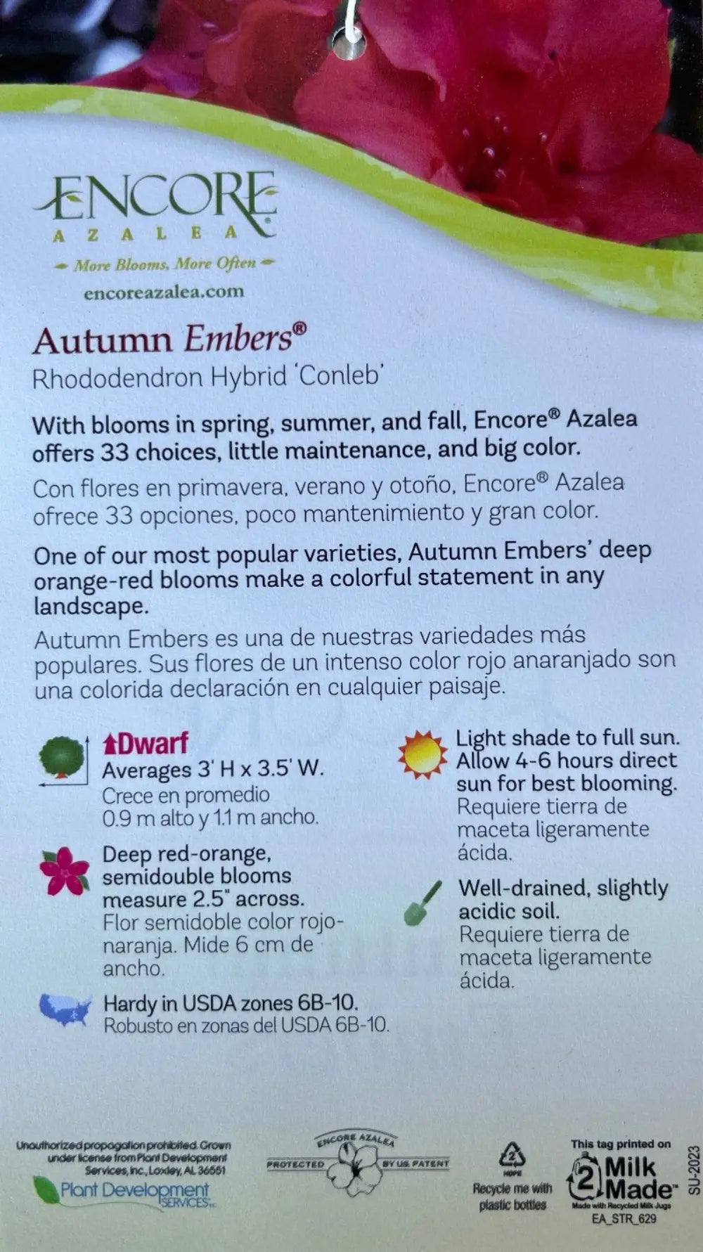 Azalea Encore® Autumn Embers® - GoBuyPlants