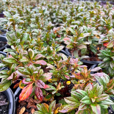 Azalea Encore® Autumn Majesty®