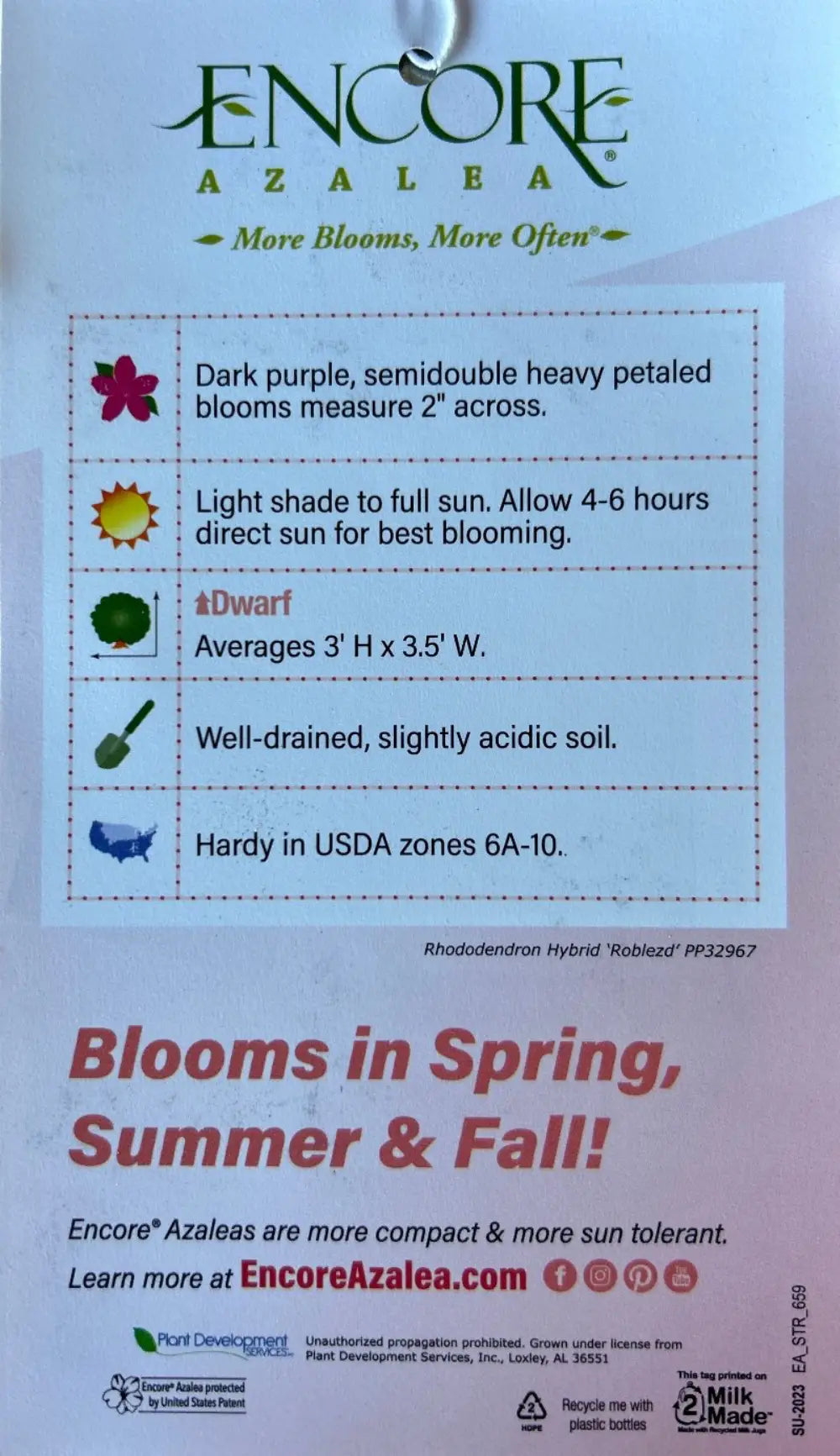 Azalea Encore® Autumn Majesty®