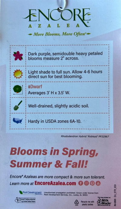 Azalea Encore® Autumn Majesty®