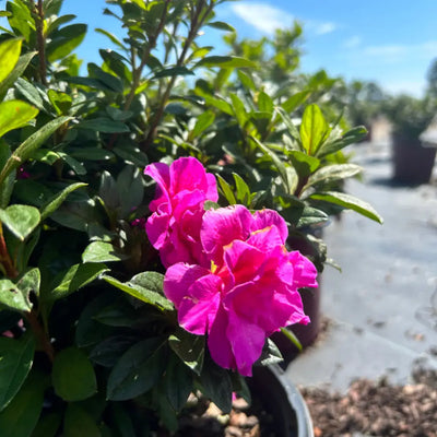 Azalea Encore® Autumn Majesty®