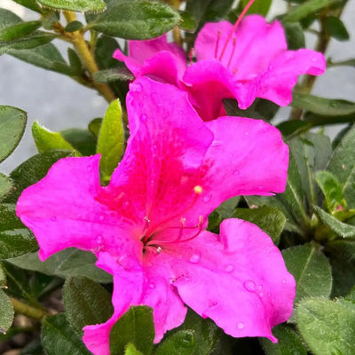 Azalea Encore® Autumn Royalty® - GoBuyPlants