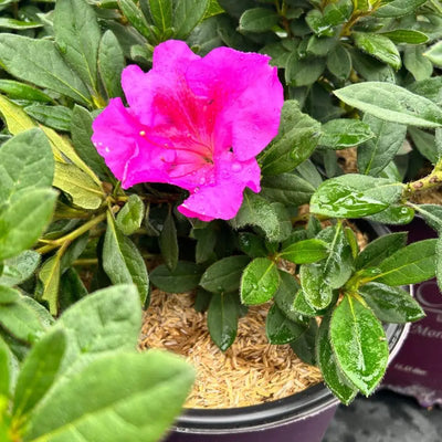 Azalea Encore® Autumn Royalty® - GoBuyPlants