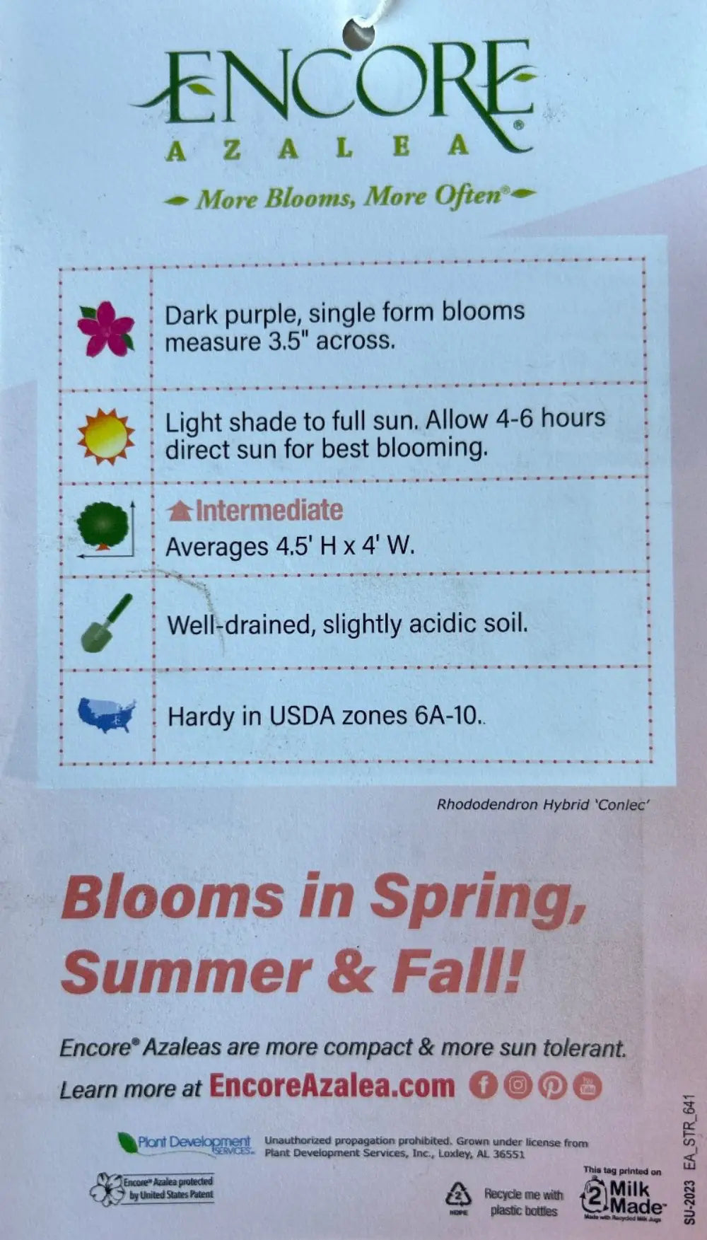 Azalea Encore® Autumn Royalty® - GoBuyPlants