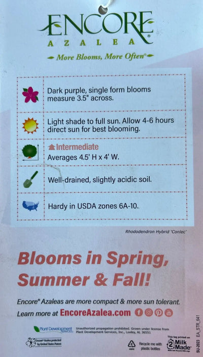 Azalea Encore® Autumn Royalty® - GoBuyPlants