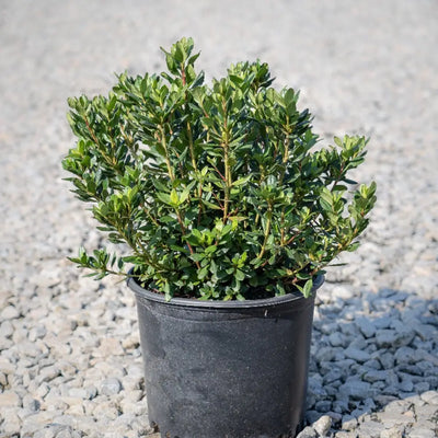 Azalea Johanna - GoBuyPlants