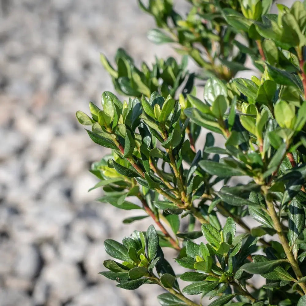 Azalea Johanna - GoBuyPlants