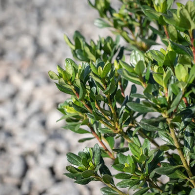 Azalea Johanna - GoBuyPlants