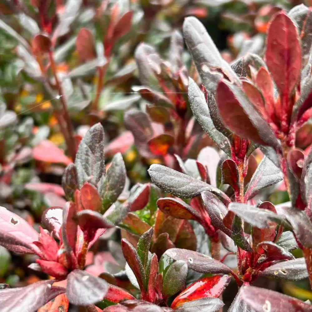 Azalea Johanna - GoBuyPlants