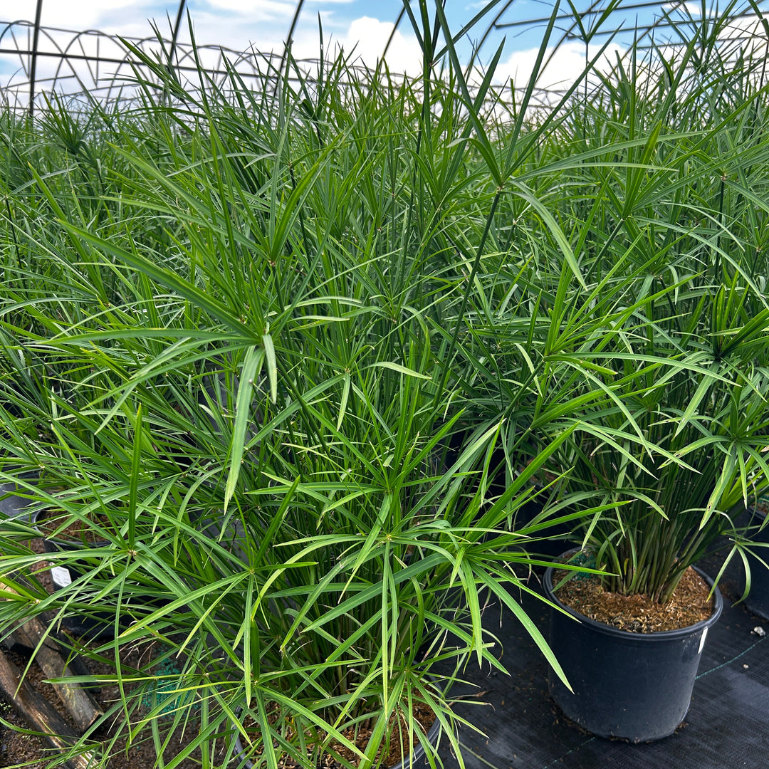 Cyperus Miniature Umbrella Plant