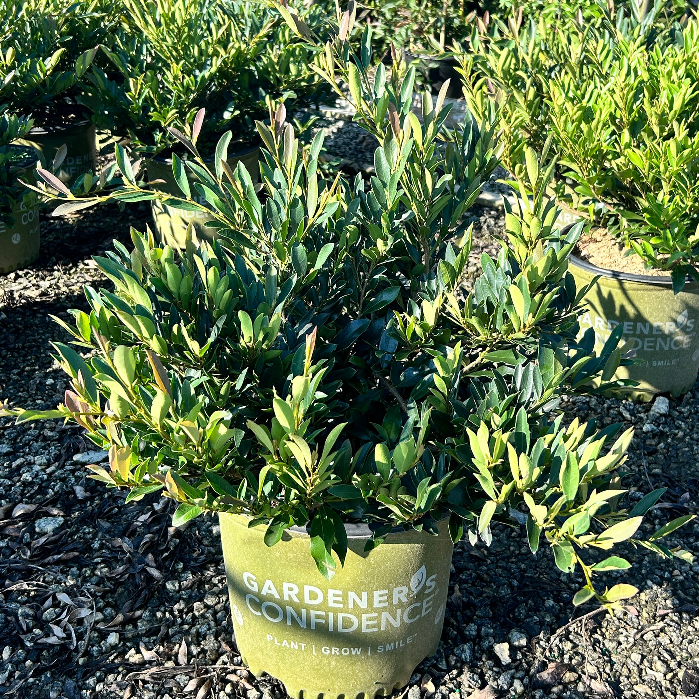 Blue Cascade® Evergreen Distylium