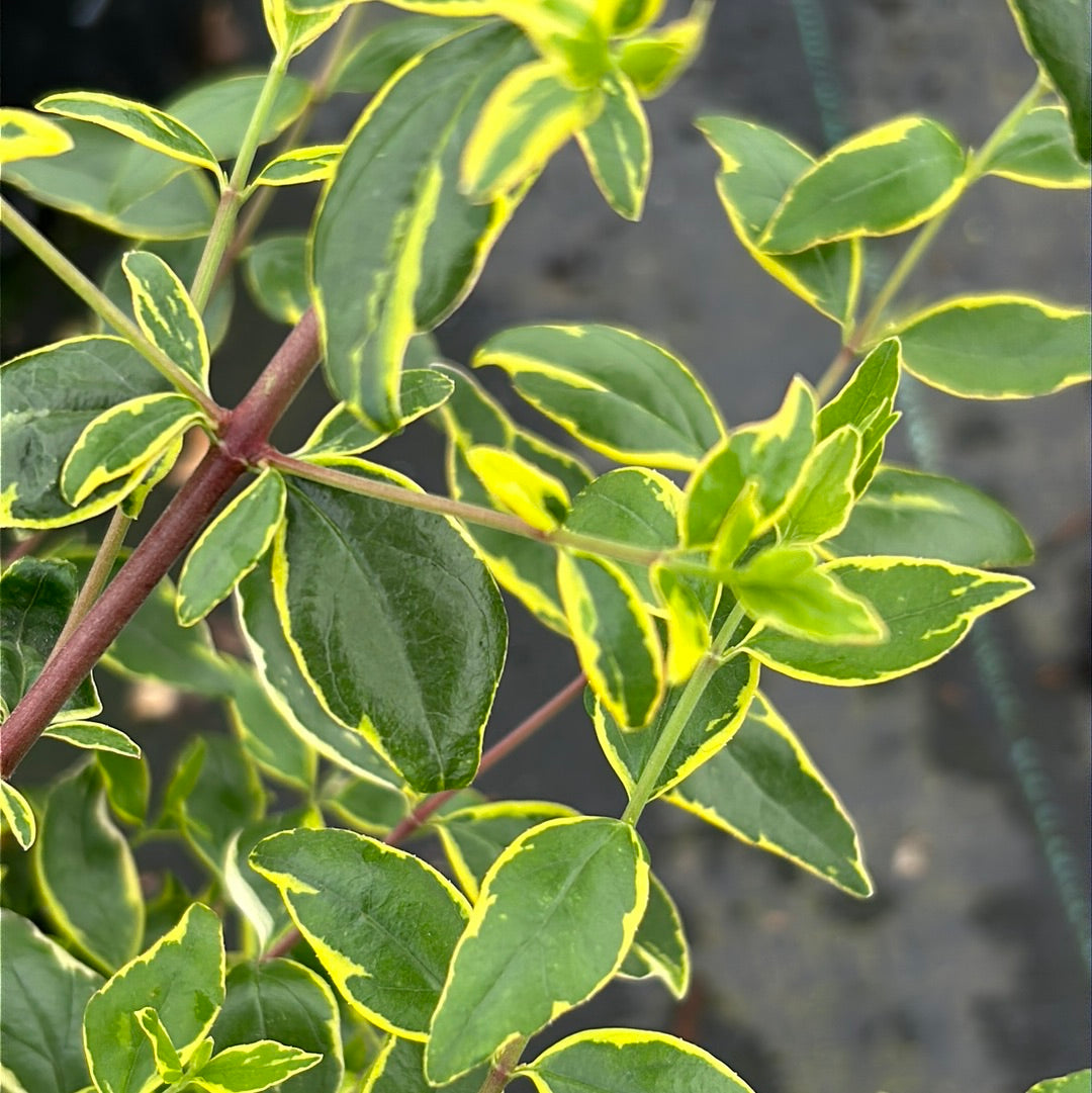 Abelia x grandiflora 'Hopley's' ~ Twist of Lime Abelia