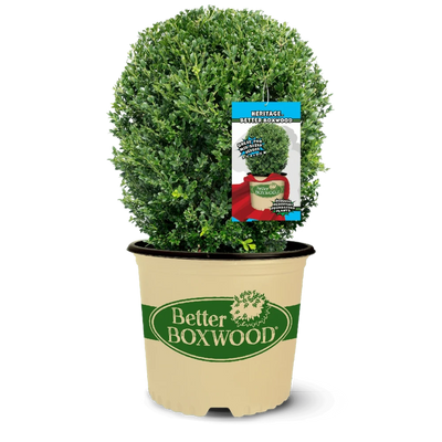 Buxus BetterBOXWOOD® Heritage™