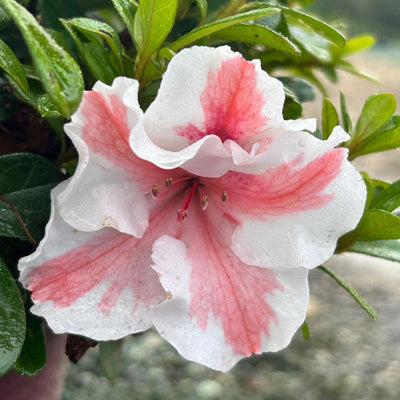 Encore® Autumn Starburst™ Azalea