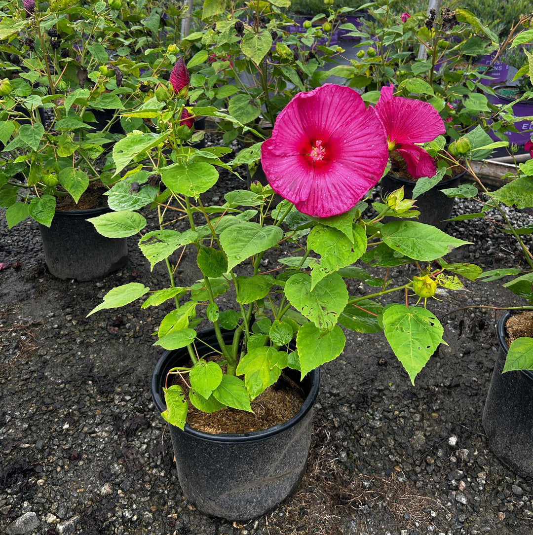 Hibiscus Luna Red