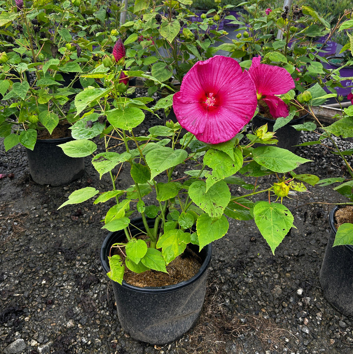 Hibiscus Luna Red