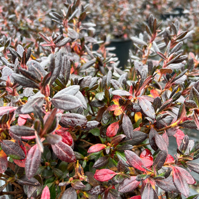 Rhododendron 'Renee Michelle' ~ Renee Michelle Azalea