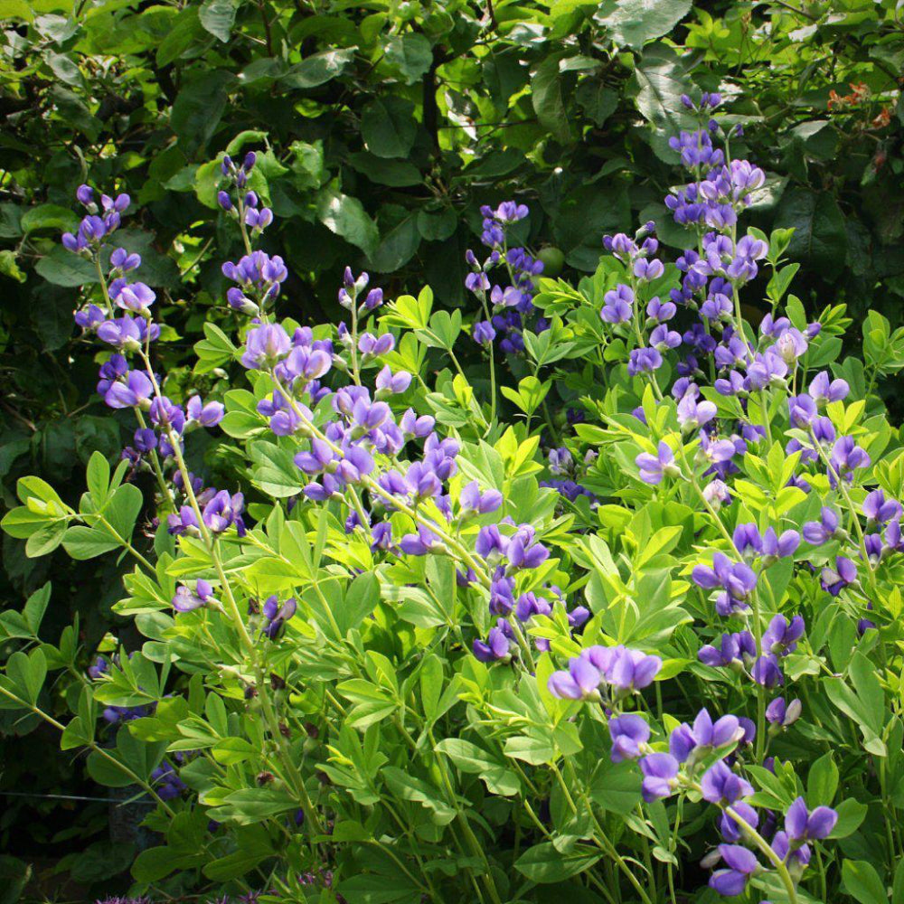 Baptisia australis Blue False Indigo with indigo blue flowers above blue green foliage