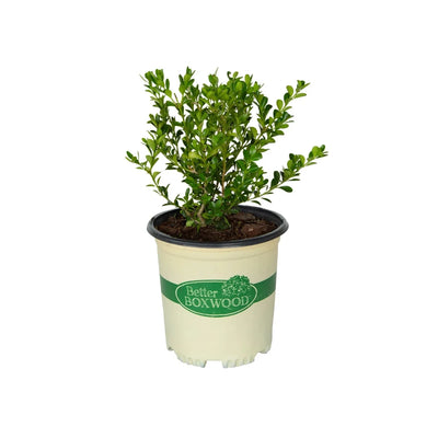 Buxus BetterBOXWOOD® Renaissance™