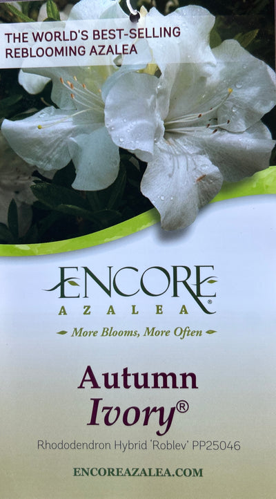 Rhododendron ‘Roblev’ ~  Encore® Autumn Ivory™ Azalea