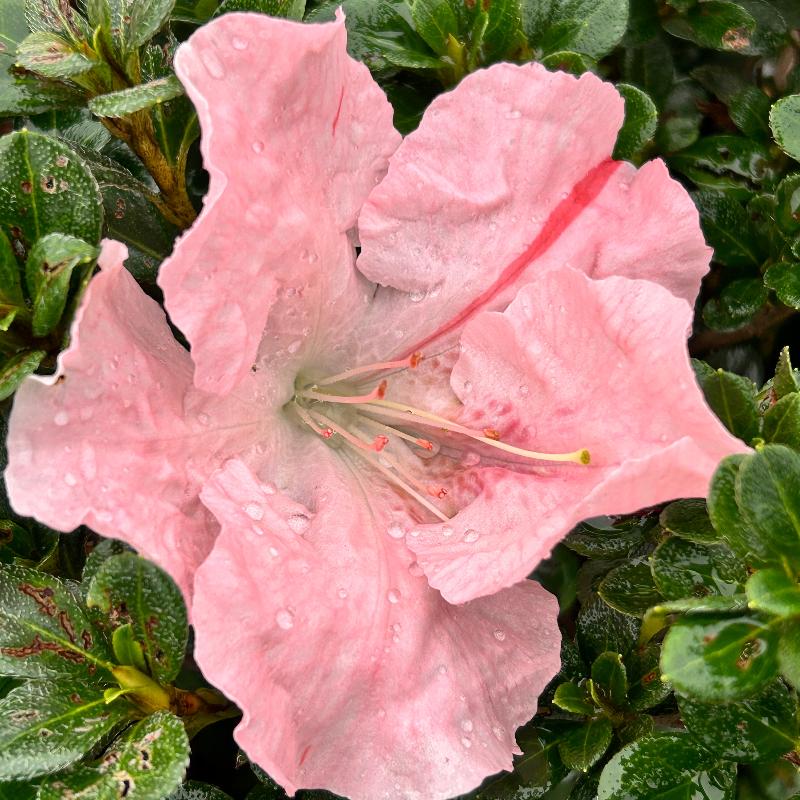 Hilda Niblett Azalea