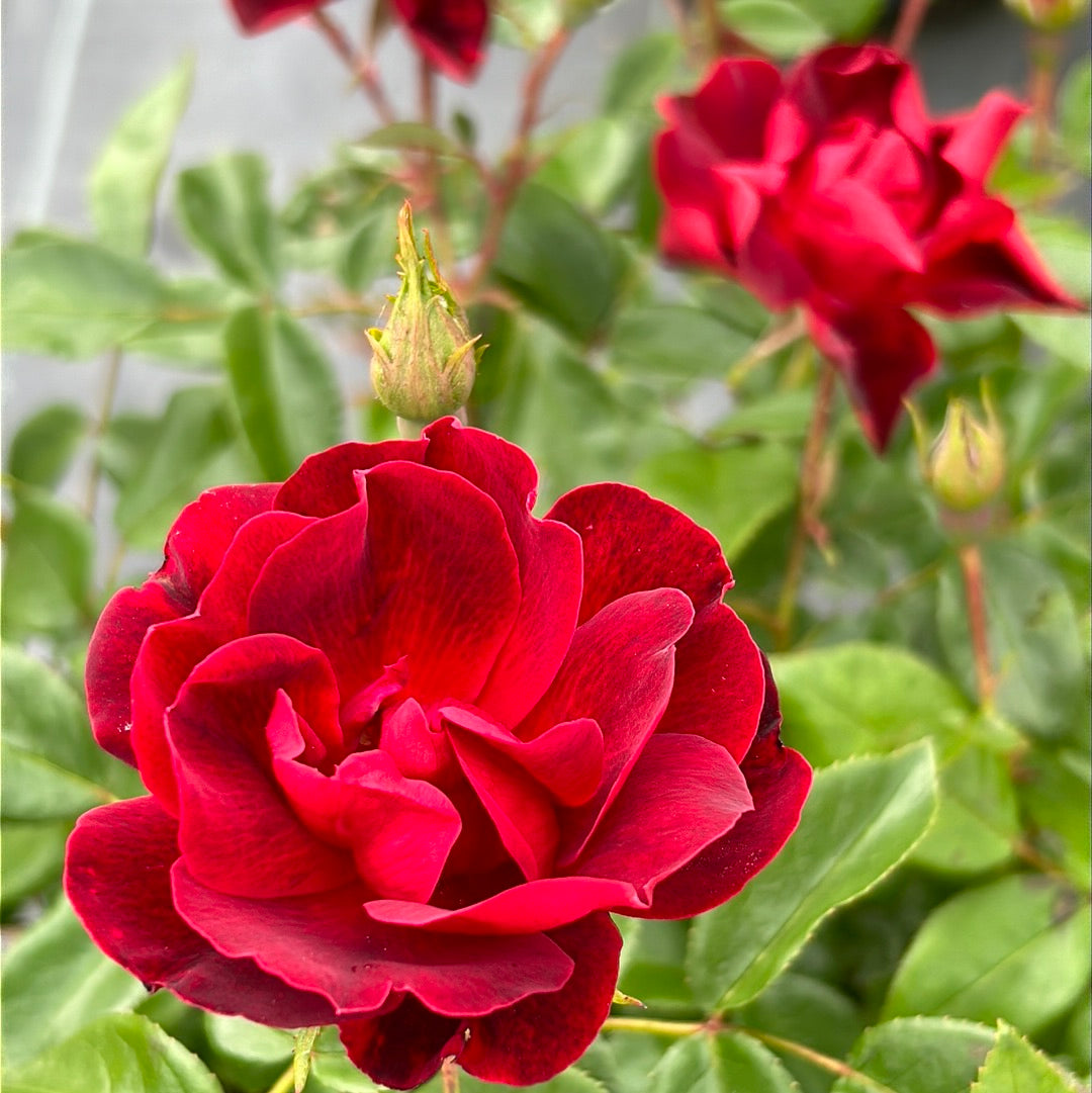 Rosa x 'Meitraligh' ~ Brick House Rose