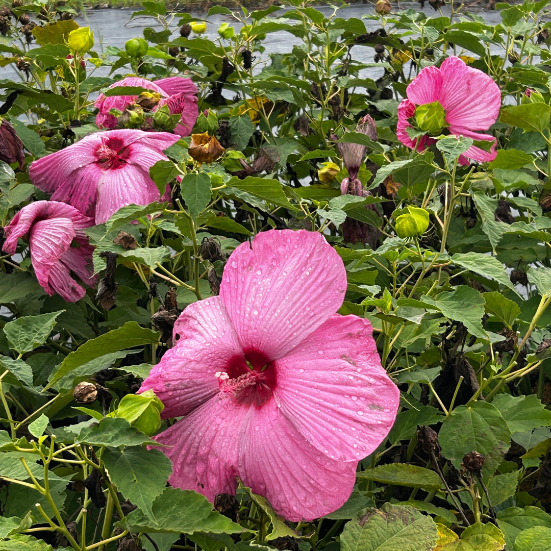 Hibiscus Luna™ Rose