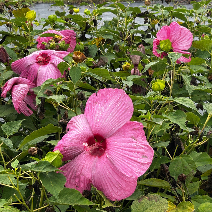 Hibiscus Luna™ Rose