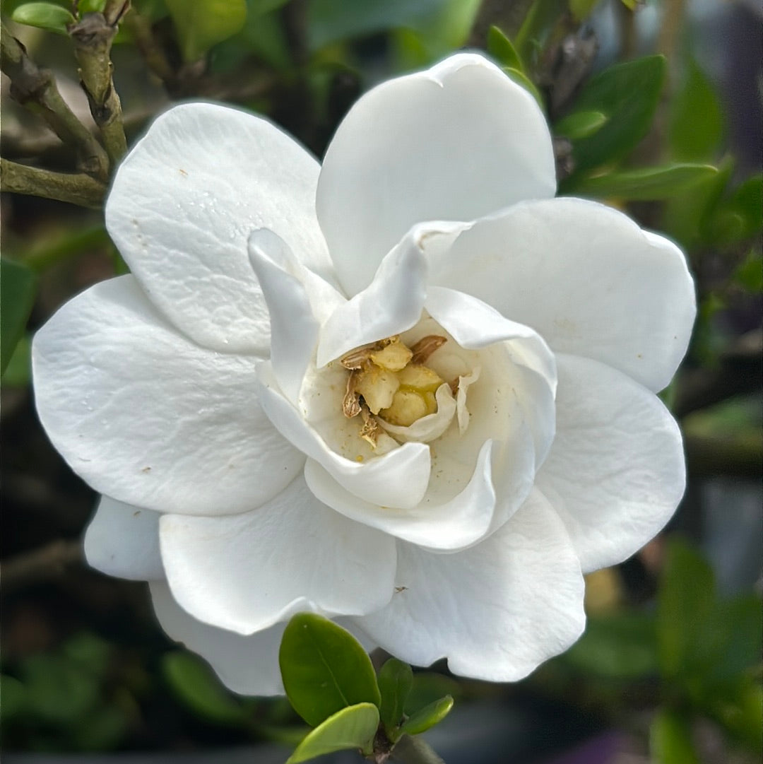 Gardenia jasminoides 'PIIGA-II' ~ First Editions® Sweet Tea™ Gardenia
