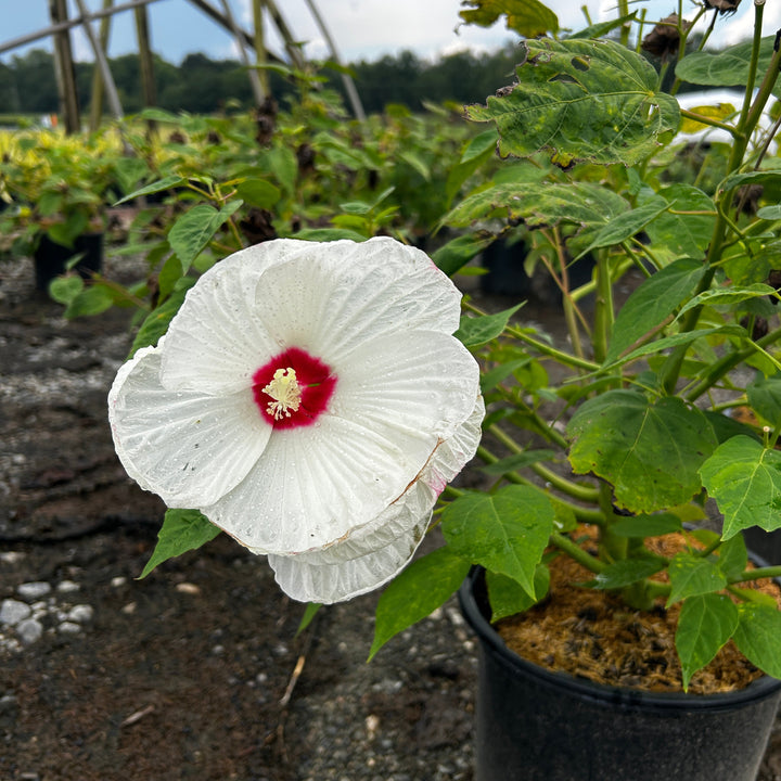 Hibiscus Luna White