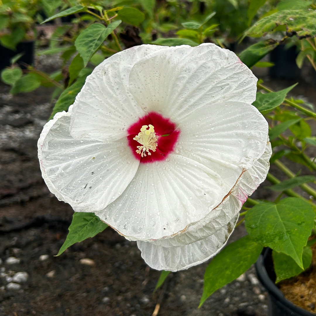 Hibiscus Luna White