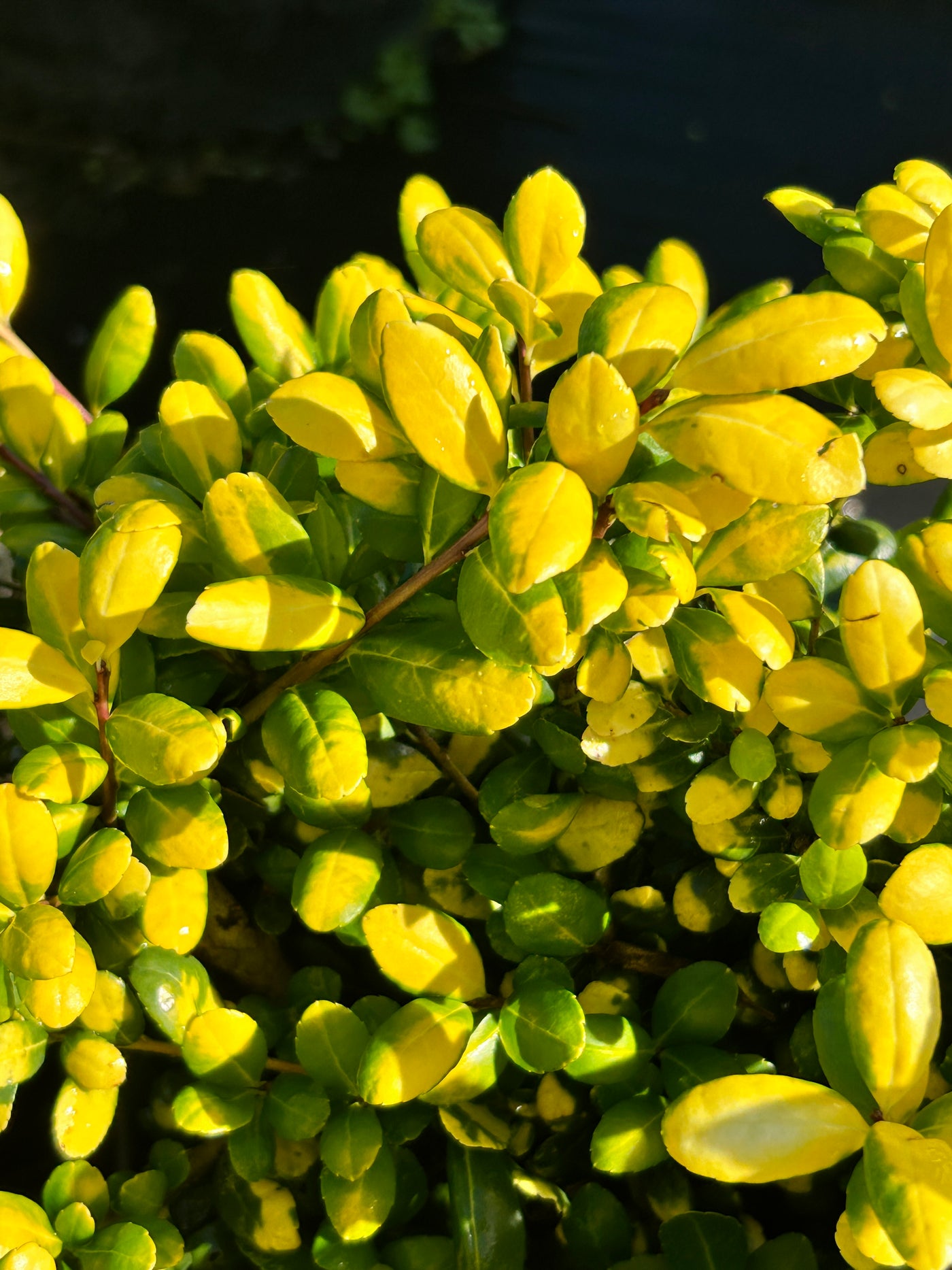 Drops of Gold Japanese Holly