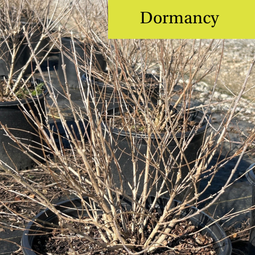 Callicarpa Early Amethyst - GoBuyPlants