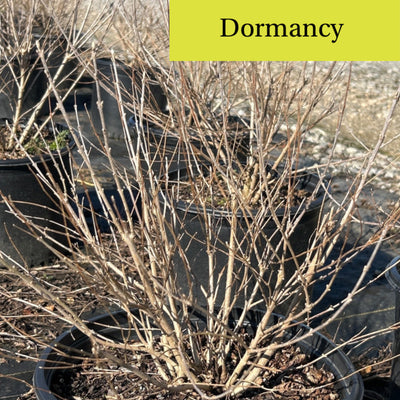 Callicarpa Early Amethyst - GoBuyPlants