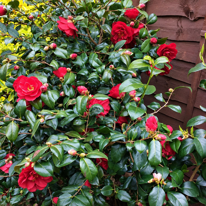Red Camellia Greensboro Bush by GoBuyPlants® showing vibrant red flowers and glossy green foliage