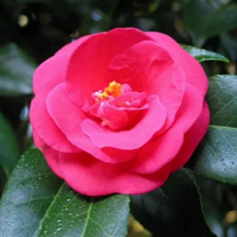 Camellia Greensboro Red