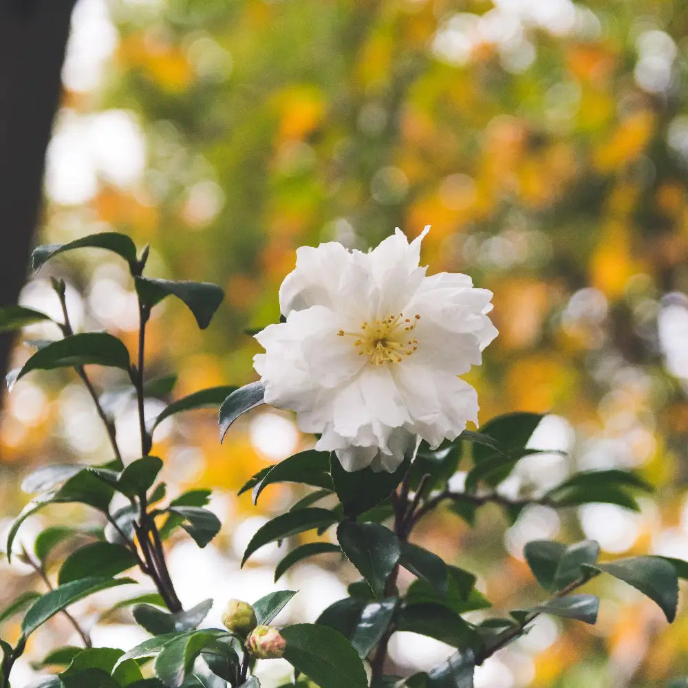 Camellia Winter's Snowman