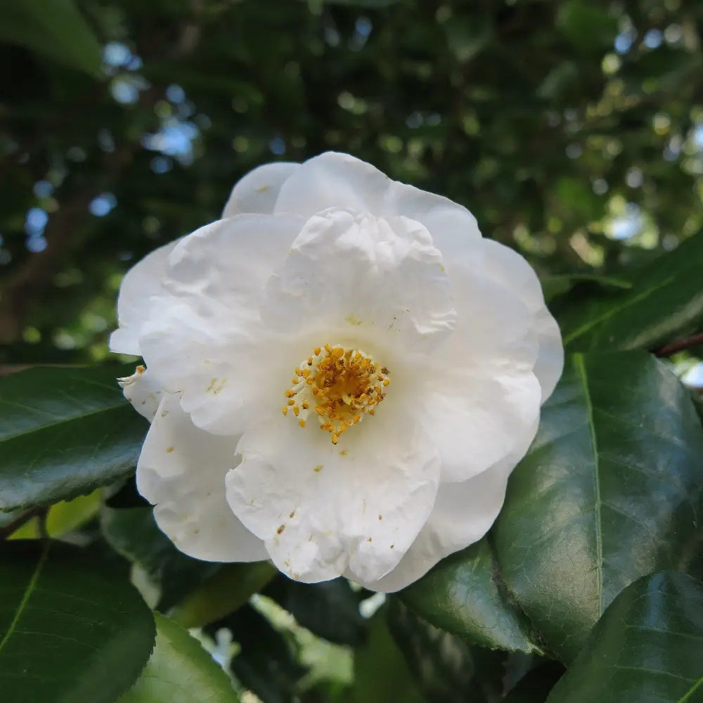 Camellia Winter's Snowman