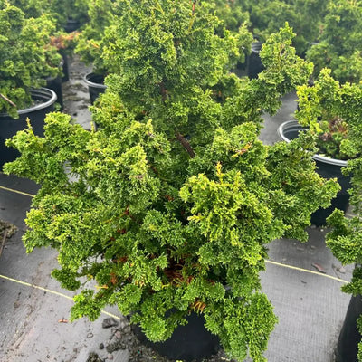 Chamaecyparis Filicoides