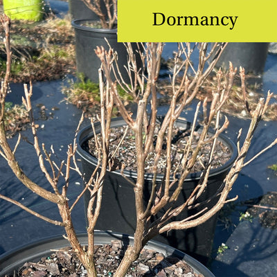 Clethra Ruby Spice - GoBuyPlants