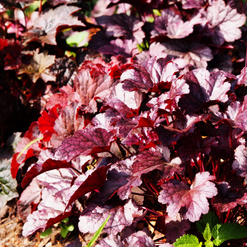 Heucherella 'Cracked Ice' ~ Cracked Ice Coral Bells, Alumroot