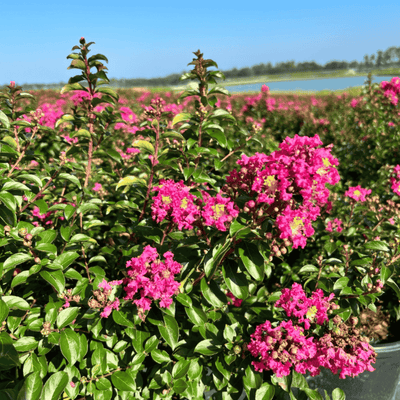 Crape Myrtle Pocomoke - GoBuyPlants
