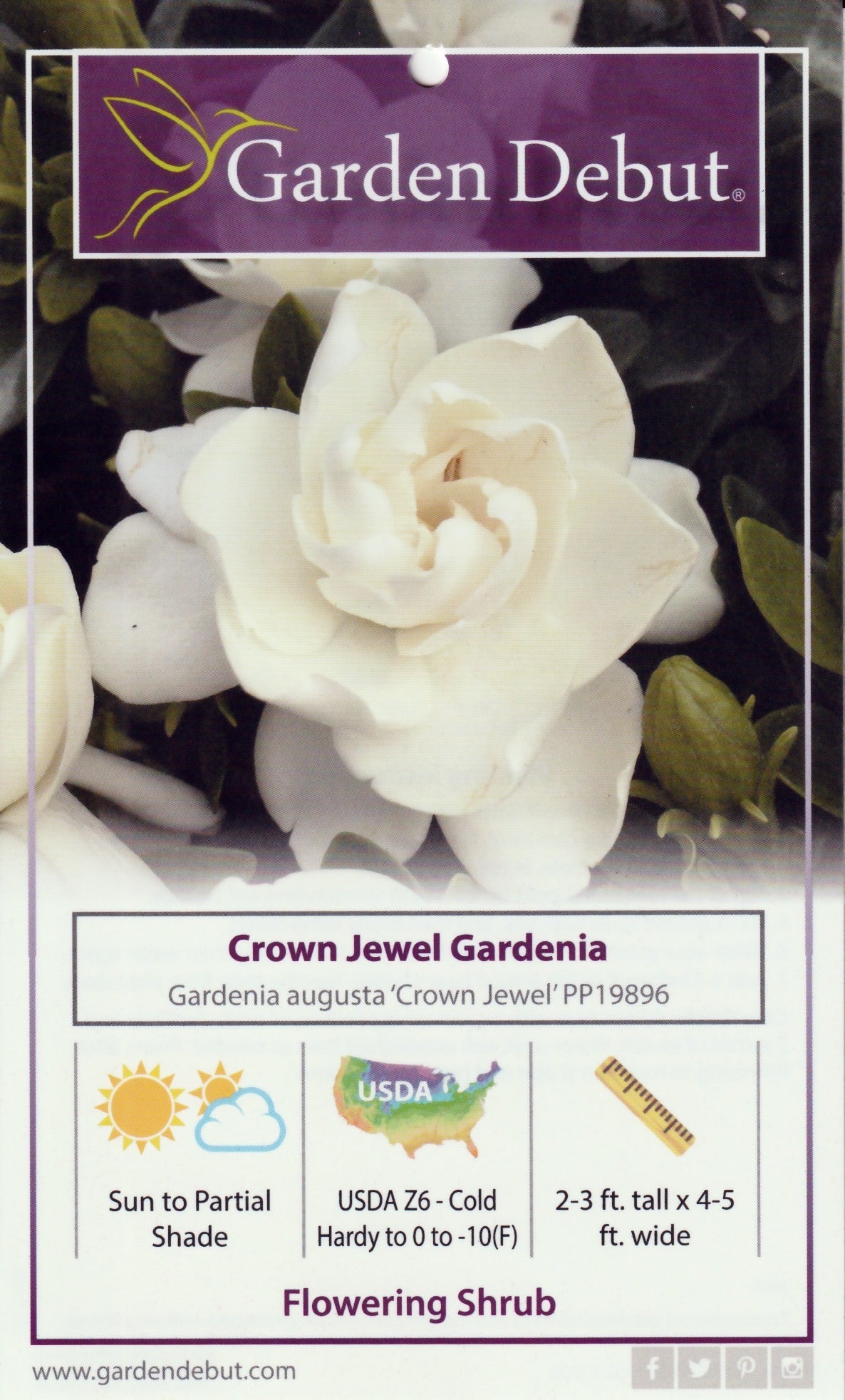 Crown Jewel Gardenia