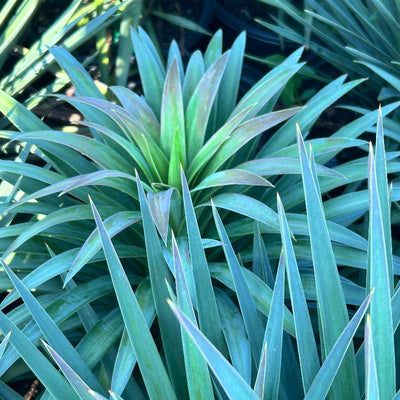 Magenta Magic Yucca