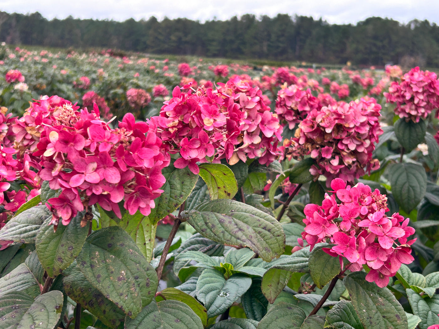 Fire Light® Hardy Hydrangea