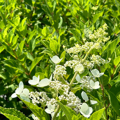 Hydrangea paniculata 'Tardiva' ~ Tardiva Hydrangea