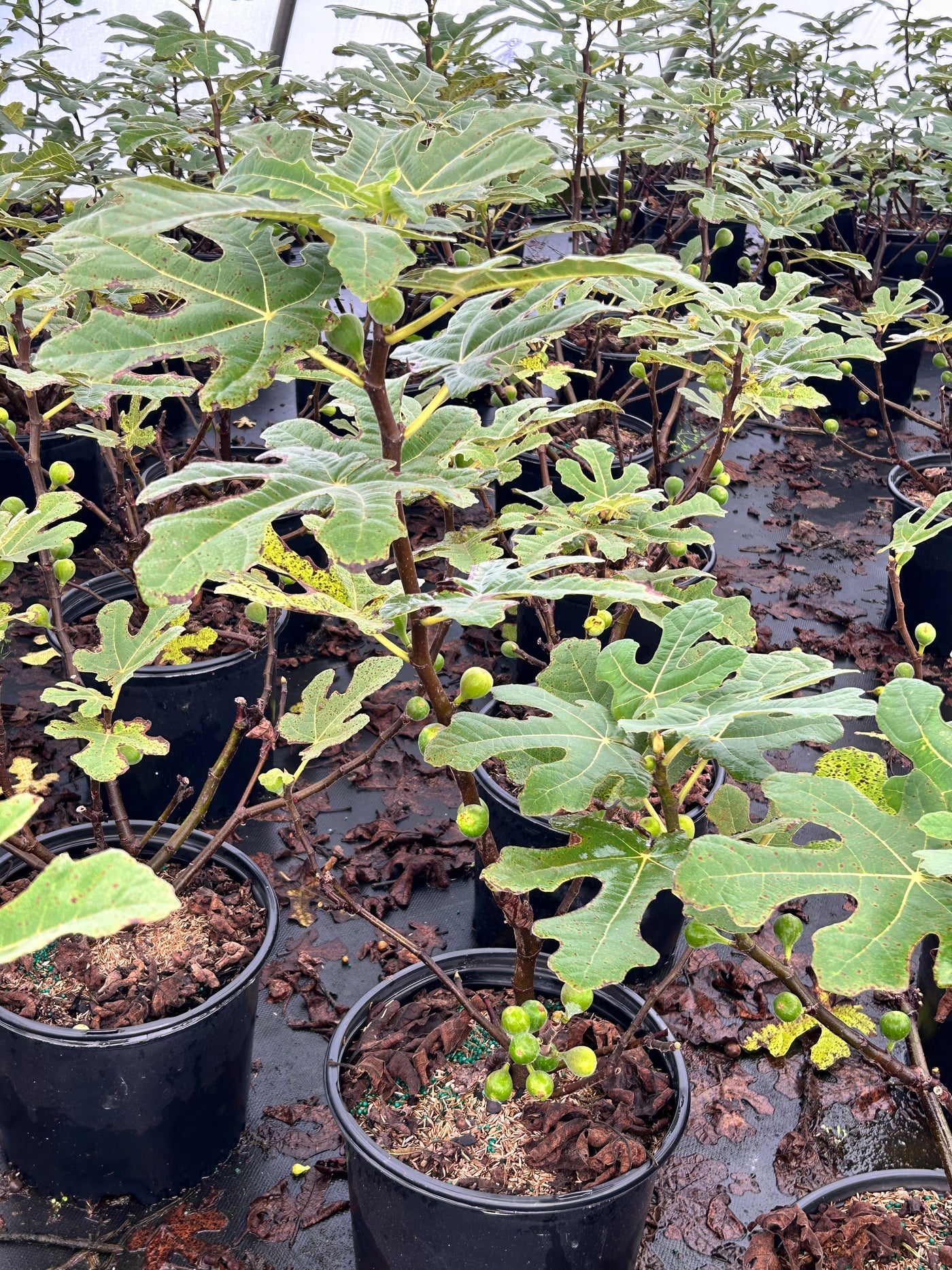 Fignomenal® Dwarf Fig