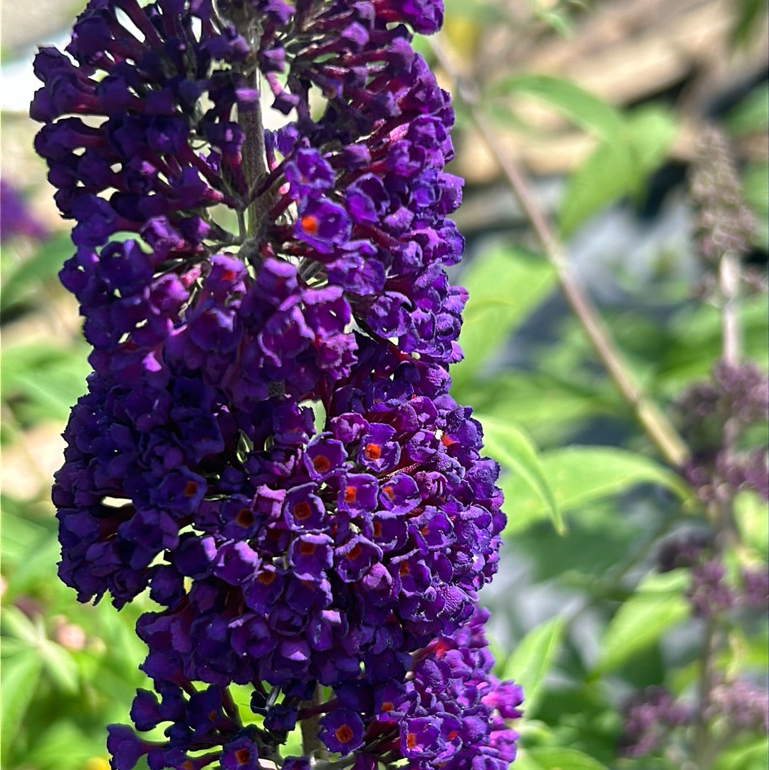 Buddleia 'Black Knight' ~ Black Knight Butterfly Bush