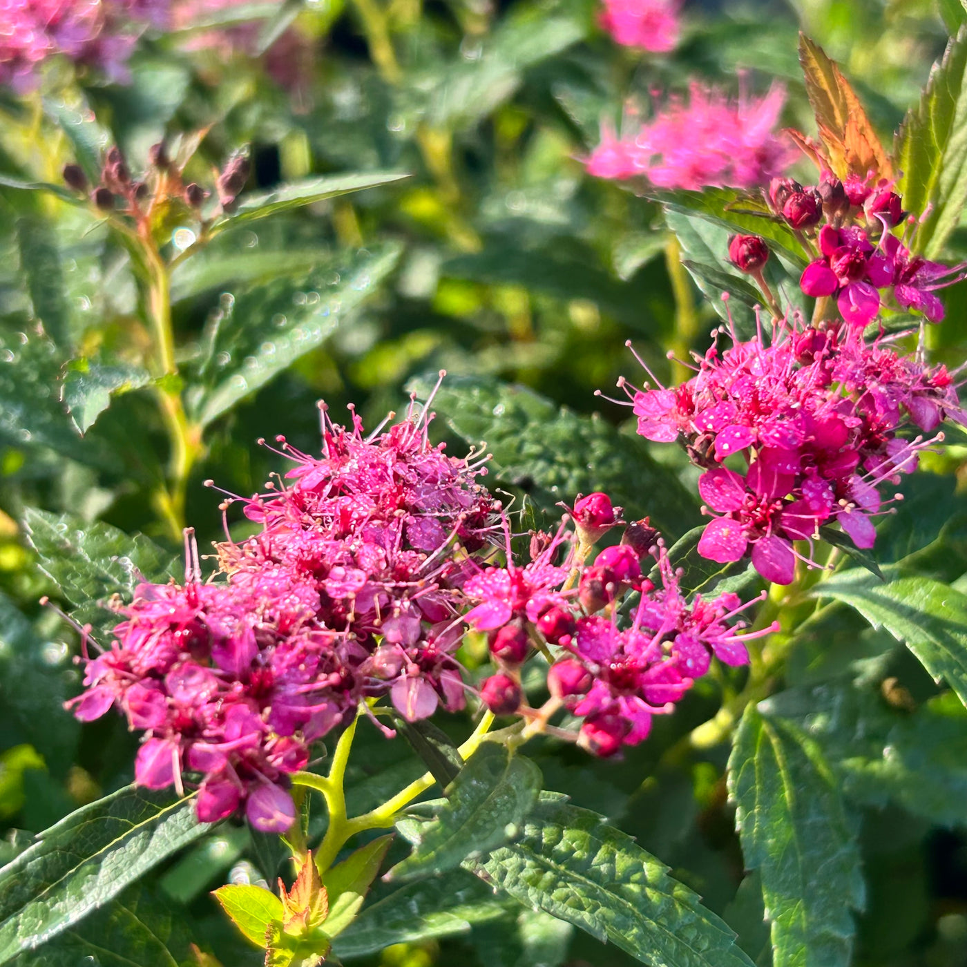 Neon Flash Spirea